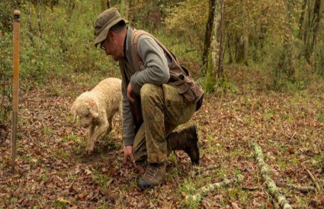 Caça às Trufas no Coração da Toscana - Tour - Foto 2