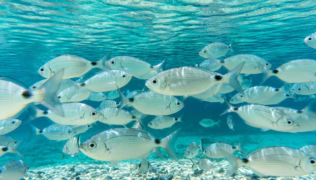 Beginner's Diving Class in Taranto - Photo 4