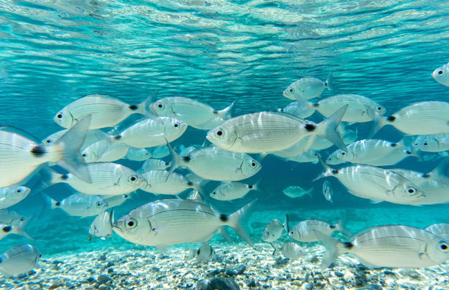 Beginner's Diving Class in Taranto - Photo 4