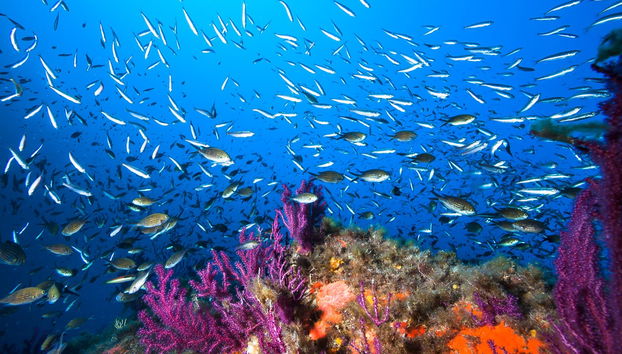 Beginner's Diving Class in Taranto - Photo 5