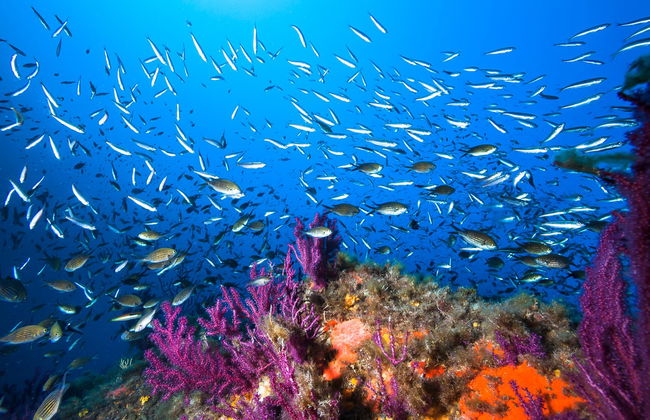Beginner's Diving Class in Taranto - Photo 5