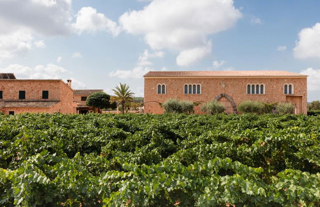 Bodegas Ángel - Tour y degustación de vinos - Foto 7