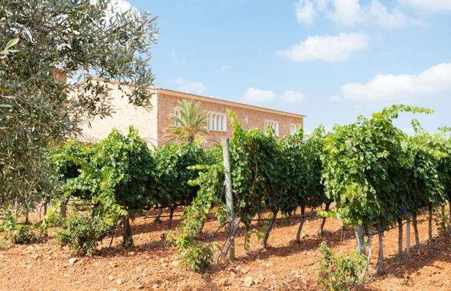 Bodegas Ángel - Tour y degustación de vinos - Foto 8