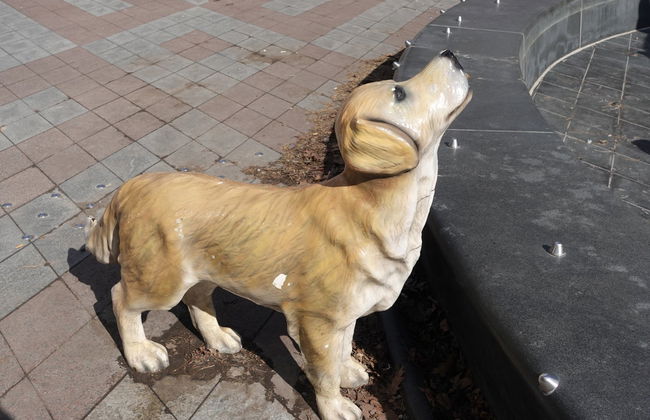 Free tour por Toronto - Foto 3