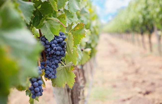 Grape Stomping in Cadenet - Photo 3