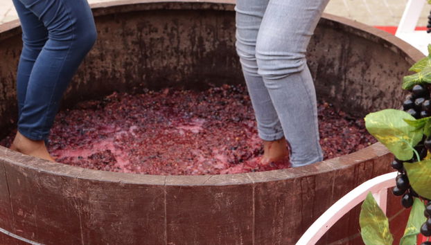 Pisado de la uva en Cadenet - Foto 3