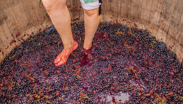 Pisado de la uva en Cadenet - Foto 5