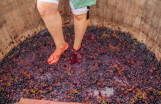 Pisado de la uva en Cadenet - Foto 5