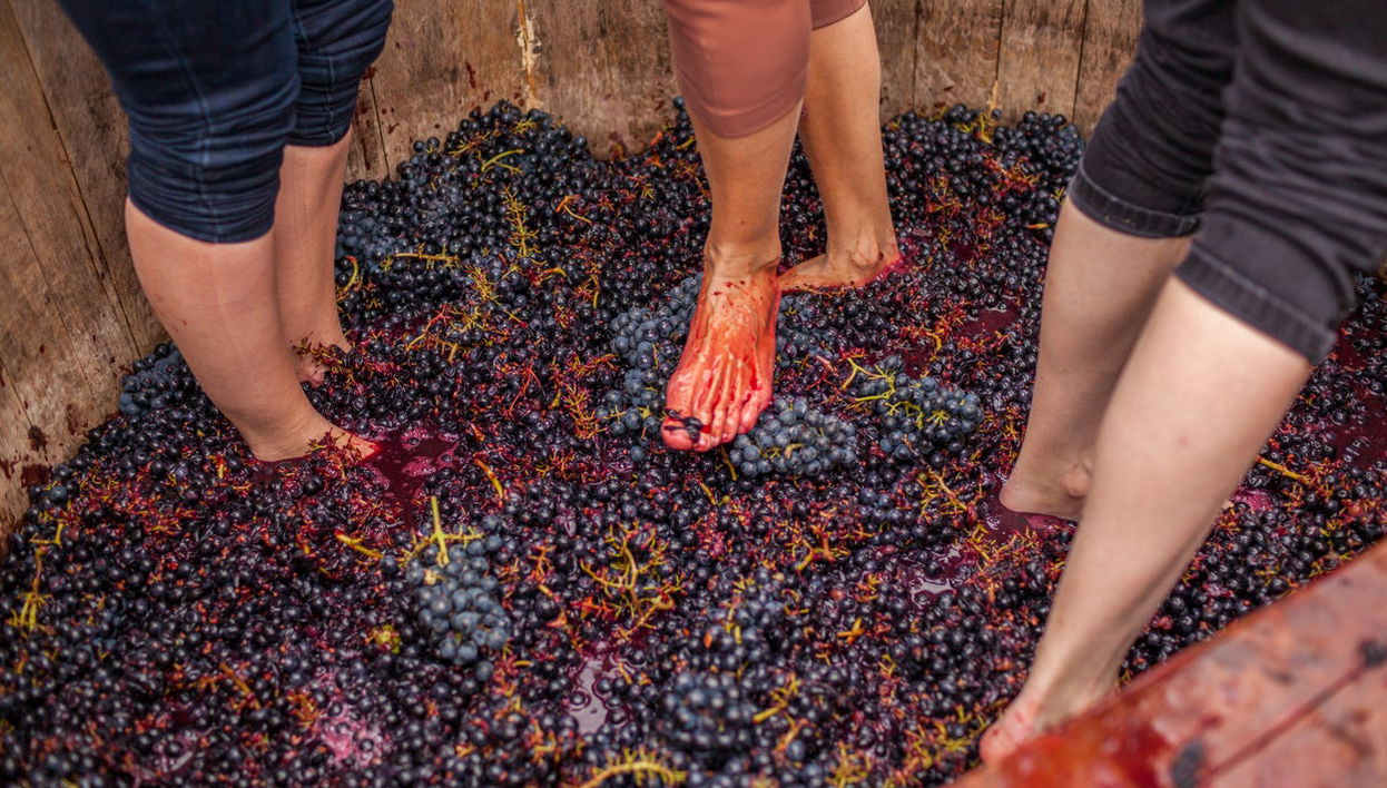 Pisado de la uva en Cadenet - Foto 1