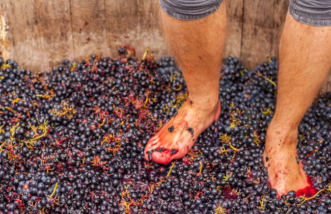 Grape Stomping in Cadenet - Photo 4