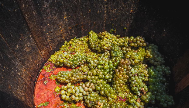 Pisado de la uva en Cadenet - Foto 2
