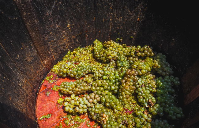 Pisado de la uva en Cadenet - Foto 2