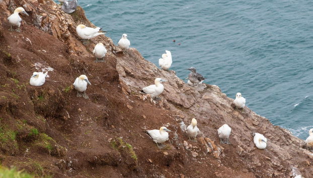 Moray Coast Tour + Whiskey Distillery from Inverness - Photo 5