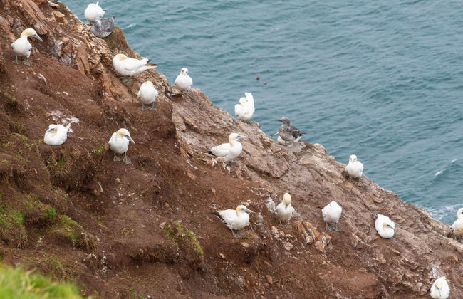 Moray Coast Tour + Whiskey Distillery from Inverness - Photo 5