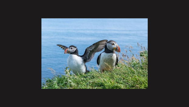 Moray Coast Tour + Whiskey Distillery from Inverness - Photo 4