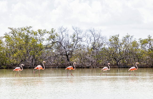 Balade à cheval à Holbox - Photo 13