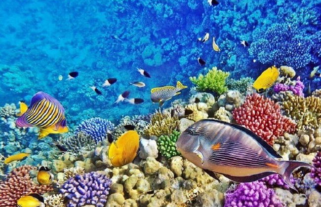 Excursión de snorkel de día completo a las islas Hamata y Qulaan - Marsa Alam - Foto 7