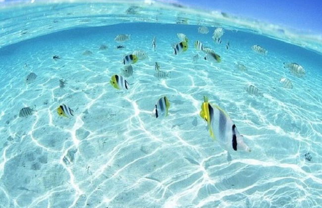 Excursión de snorkel de día completo a las islas Hamata y Qulaan - Marsa Alam - Foto 13