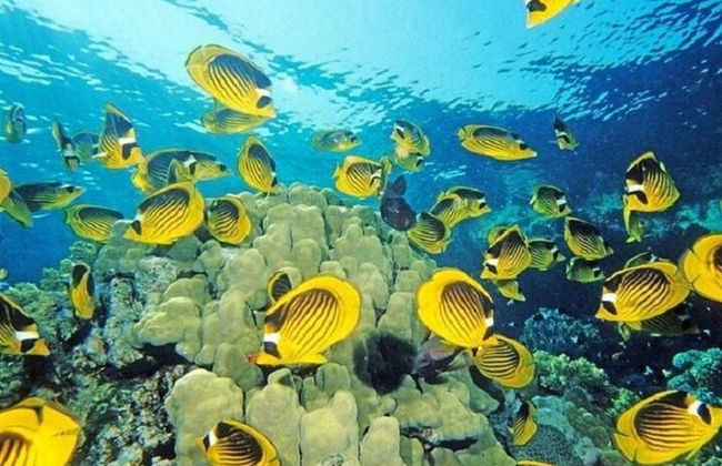 Excursión de snorkel de día completo a las islas Hamata y Qulaan - Marsa Alam - Foto 8