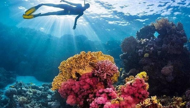 Excursión de snorkel de día completo a las islas Hamata y Qulaan - Marsa Alam