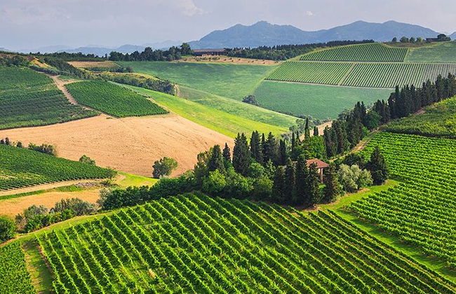 Desde Bolonia: experiencia de vino Chianti con almuerzo. - Foto 12
