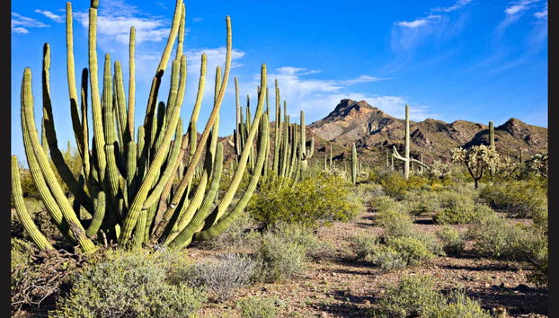 Route 66 & Grand Canyon Tour - Photo 5