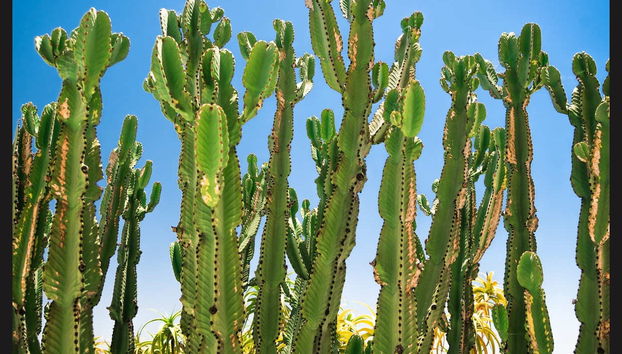 Route 66 & Grand Canyon Tour - Photo 4