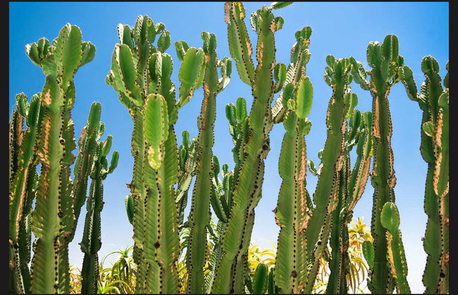 Route 66 & Grand Canyon Tour - Photo 4