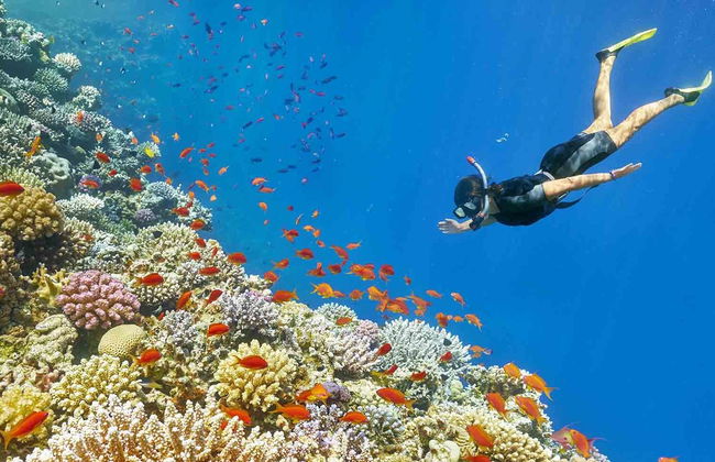 Red Sea Snorkelling Experience - Photo 2