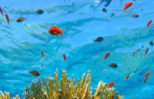 Red Sea Snorkelling Experience - Photo 4