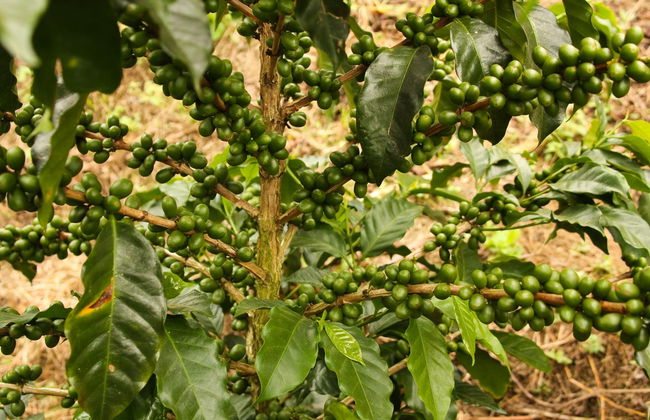 Tour pelas plantações de café de Quindío - Foto 1