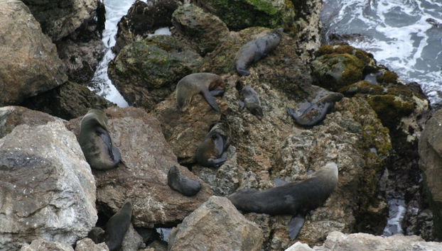 San Fernando Bay Trip + Sandboarding in Nazca - Foto 5
