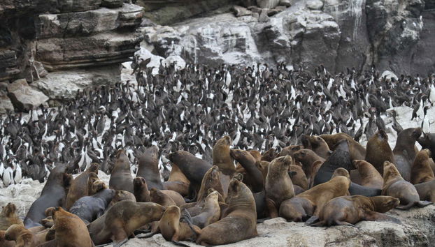 San Fernando Bay Trip + Sandboarding in Nazca - Foto 2