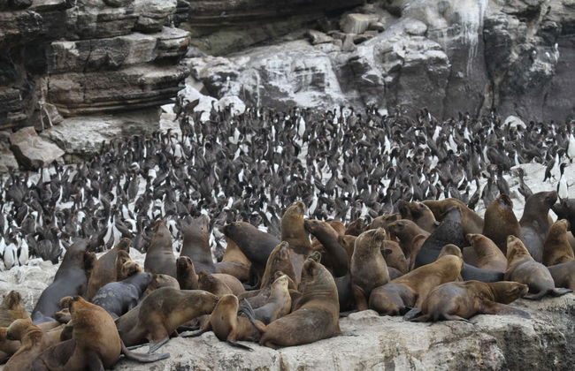 San Fernando Bay Trip + Sandboarding in Nazca - Foto 2