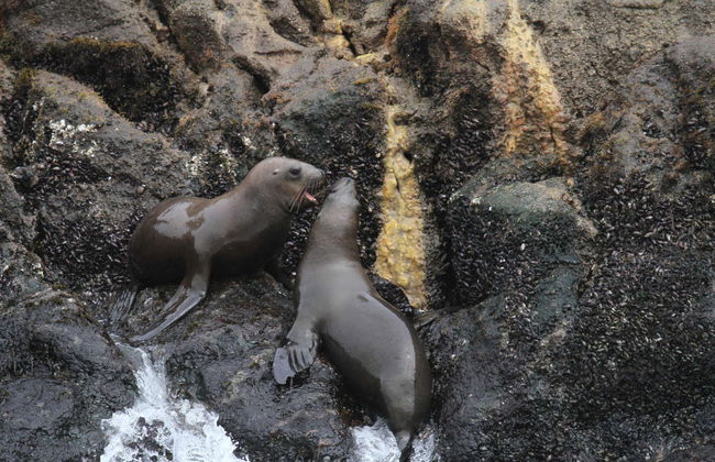 San Fernando Bay Trip + Sandboarding in Nazca - Foto 7