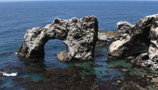 San Fernando Bay Trip + Sandboarding in Nazca - Foto 3