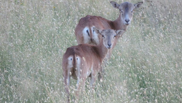 Tour de 4x4 pela Serra de San Pedro - Foto 4