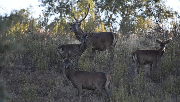 Tour en 4x4 por la Sierra de San Pedro - Photo 3