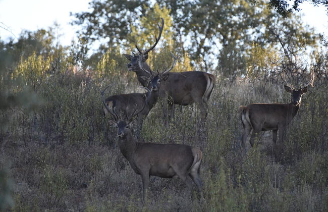 Tour en 4x4 por la Sierra de San Pedro - Photo 3