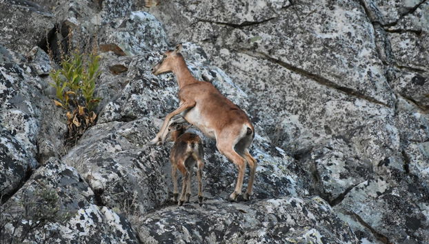 Tour en 4x4 por la Sierra de San Pedro - Photo 2