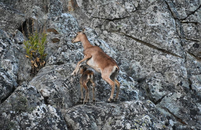 Tour en 4x4 por la Sierra de San Pedro - Photo 2