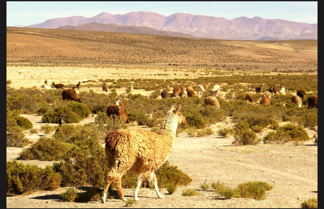 Excursion aux Salinas Grandes et Train des Nuages - Photo 2