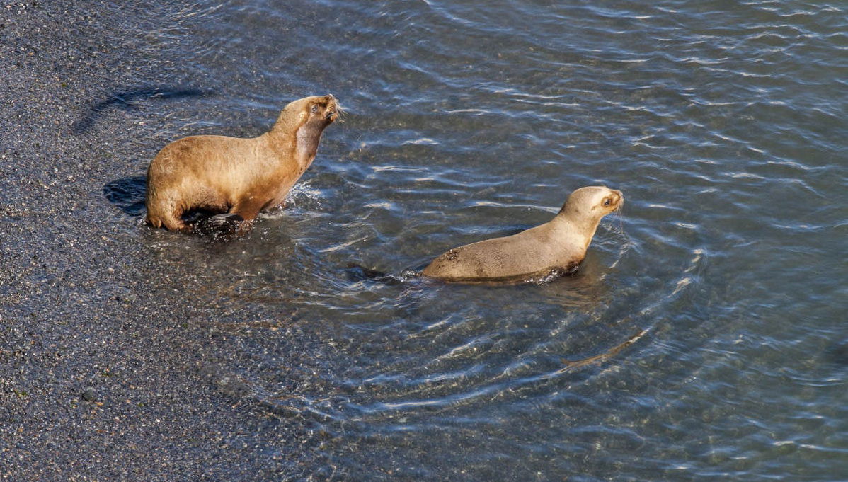 Observation d'otaries à Punta Loma - Photo 1