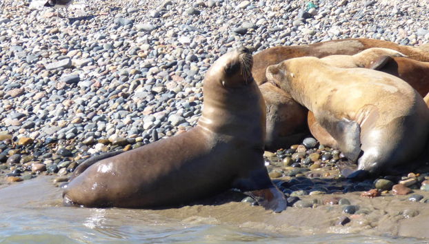 Observation d'otaries à Punta Loma - Photo 2