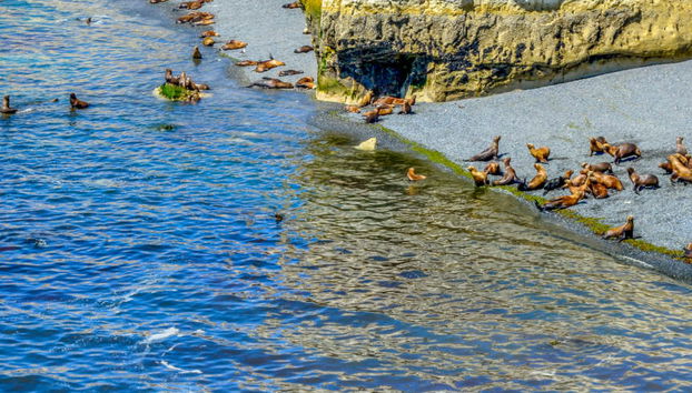 Observation d'otaries à Punta Loma - Photo 5