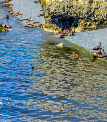 Foto de Avistamiento de lobos marinos en Punta Loma