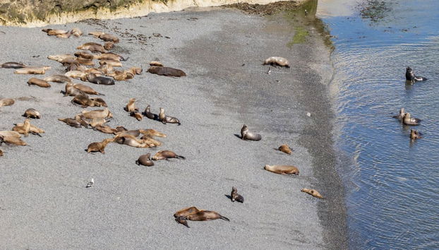 Observation d'otaries à Punta Loma - Photo 3