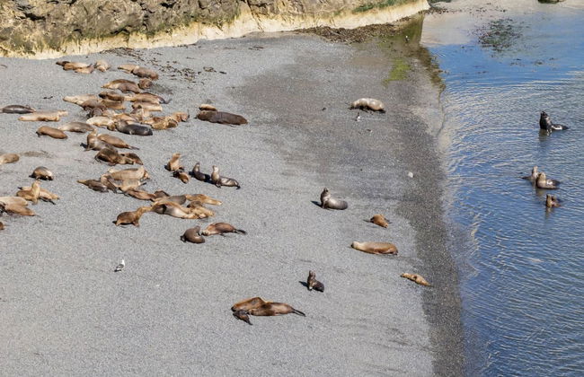 Observation d'otaries à Punta Loma - Photo 3