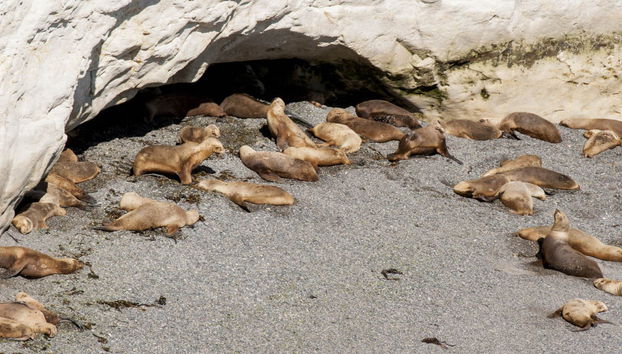 Observation d'otaries à Punta Loma - Photo 4