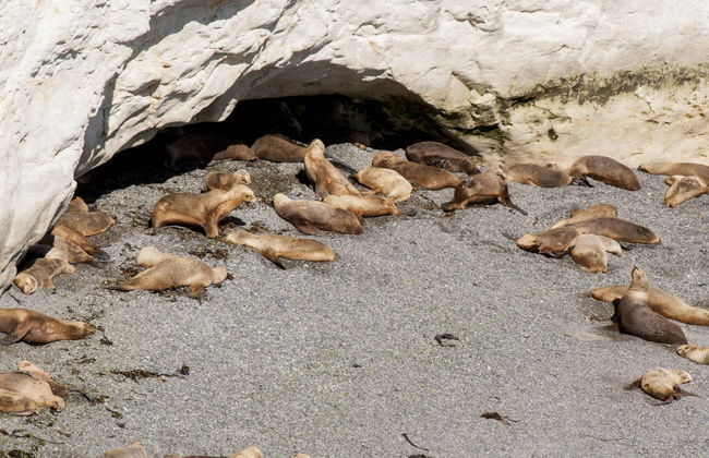 Excursion à Punta Loma et au Cerro Avanzado - Photo 5